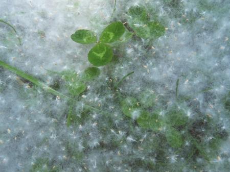 poplar fluff