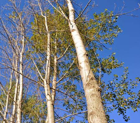 Poplar Tree