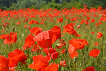 Poppies