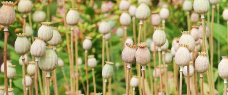 Poppy Butt