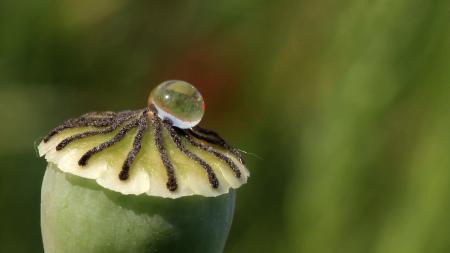 Poppy Capsule