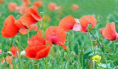 Poppy in the Garden