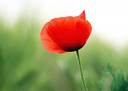 Poppy in the Garden