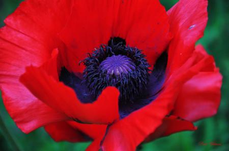 Poppy Macro