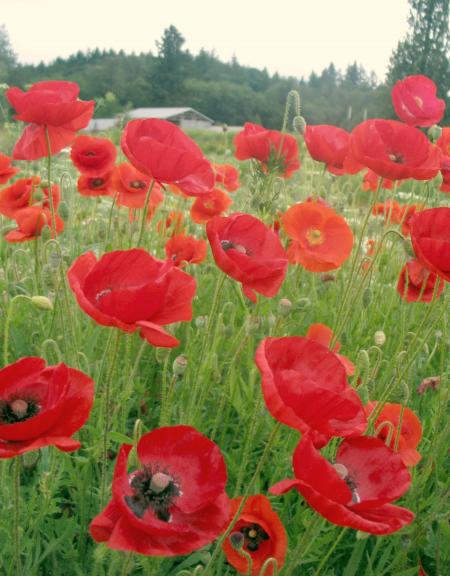 Poppy with Grains