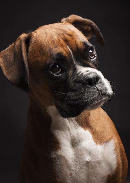 Portrait boxer dog