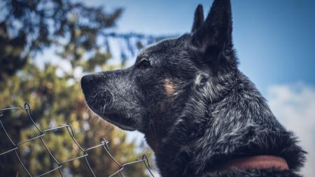 Portrait of a Dog