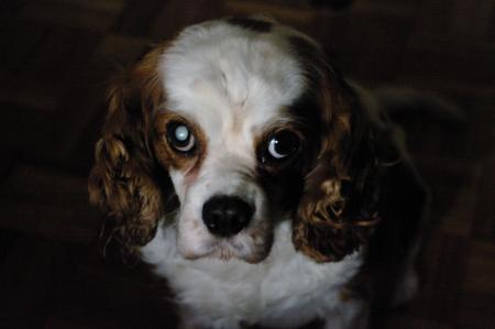Portrait of a king charles dog