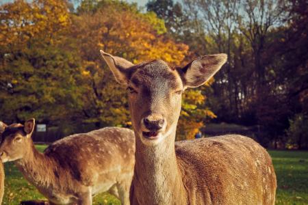 Portrait of Deer on Field