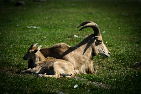 Portrait of family-Barbary sheep