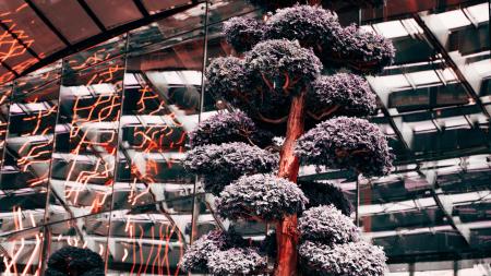 Portrait Photography of Black Leaf Tree