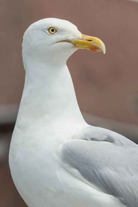 Portraitof seagull
