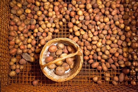 Potatoes in the cellar