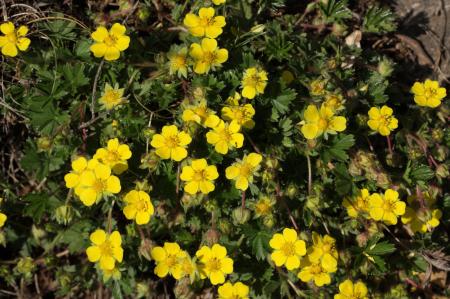 Potentilla