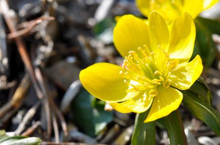 Potentilla