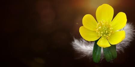 Potentilla