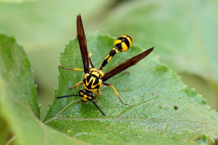 Potter Wasp