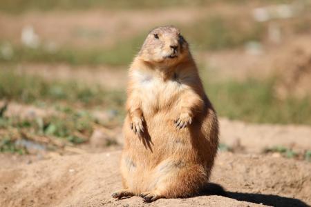 Prairie Dog