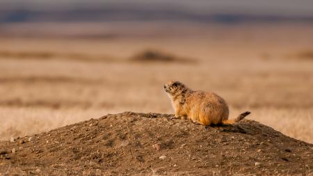 Prairie Dog