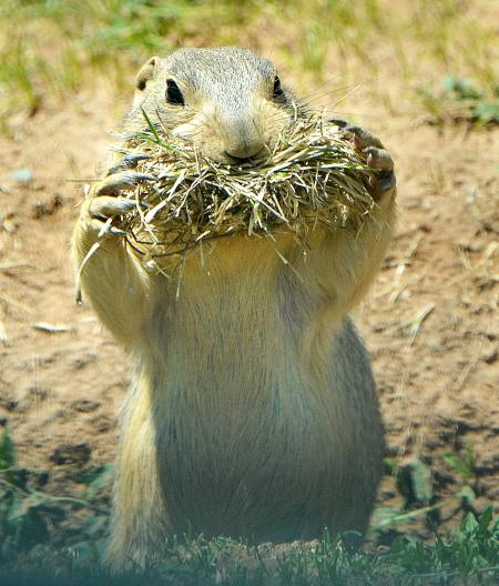 Prairie Dog