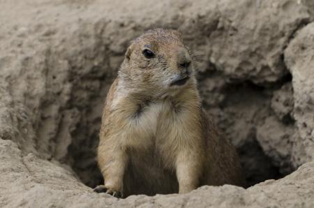 Prairie Dog