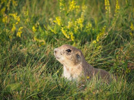 Prairie dog hiding