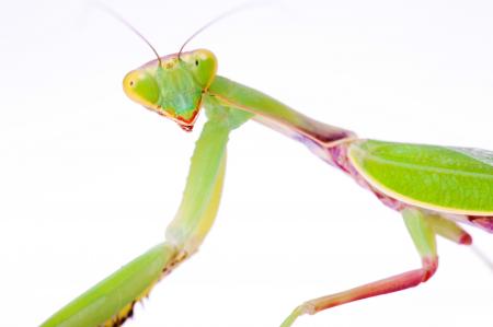 Praying Mantis