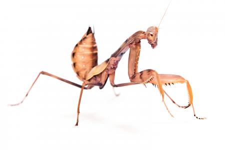 Praying Mantis