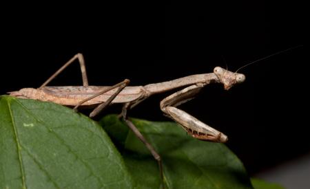 Praying Mantis