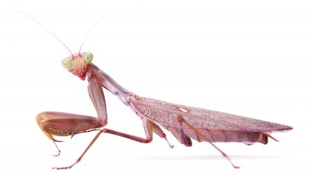 Praying Mantis