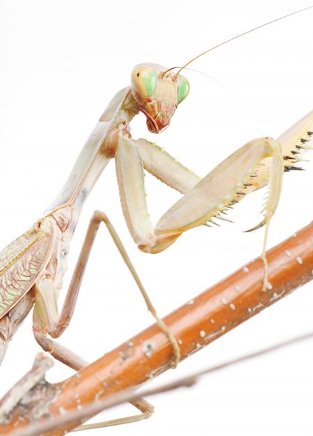 Praying Mantis