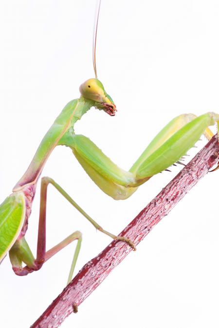 Praying Mantis