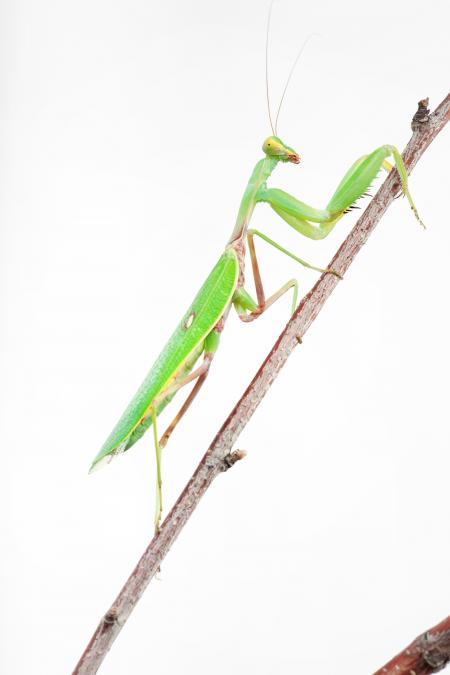 Praying Mantis