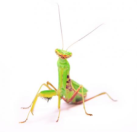 Praying Mantis