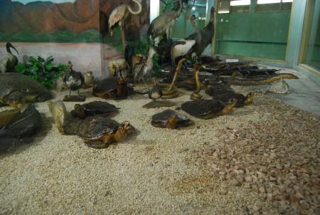 Preserved Animals at Surabaya Zoo