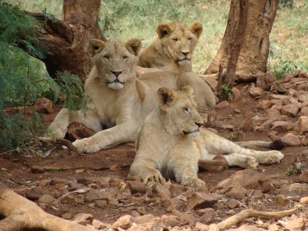 Pride of Lions