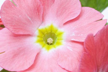 Primrose in the Garden