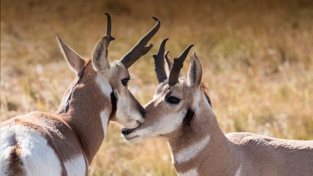 Pronghorn Antelope