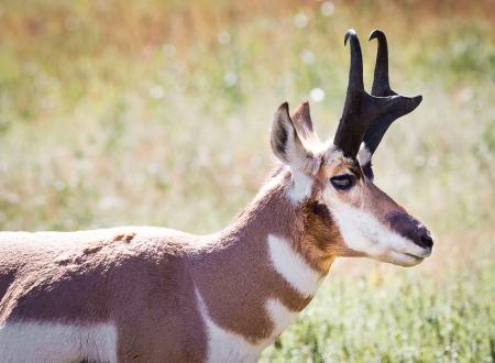 Pronghorn Sheep