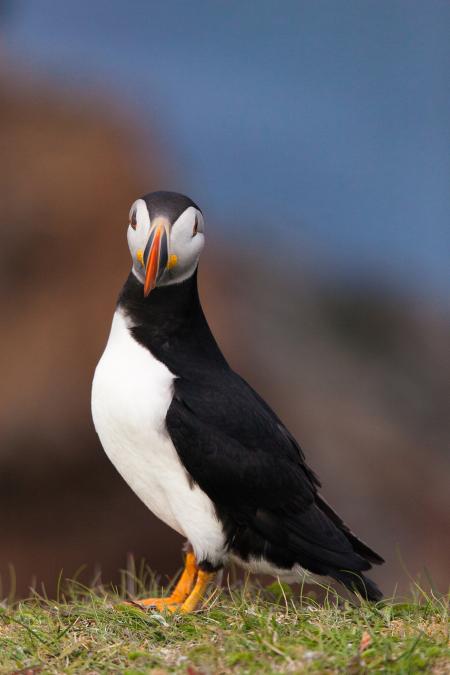 Puffin
