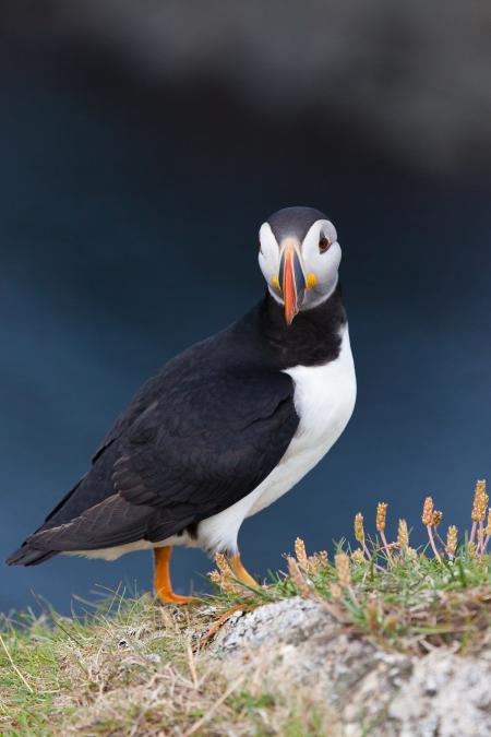 Puffin