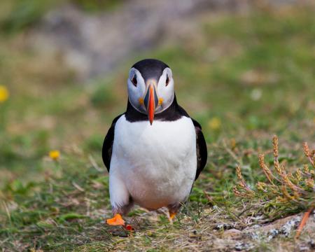 Puffin
