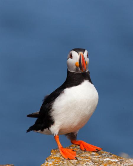 Puffin