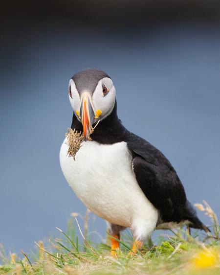 Puffin