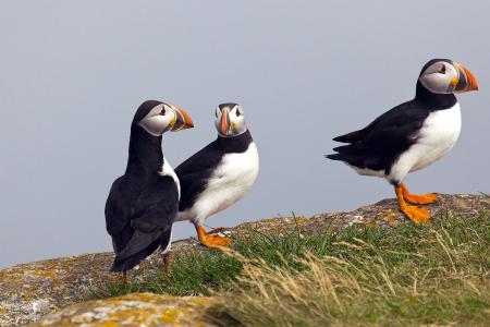 Puffin
