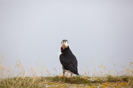 Puffin
