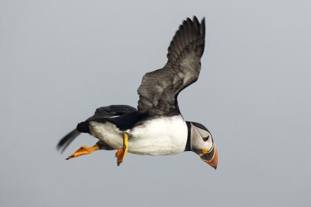 Puffin