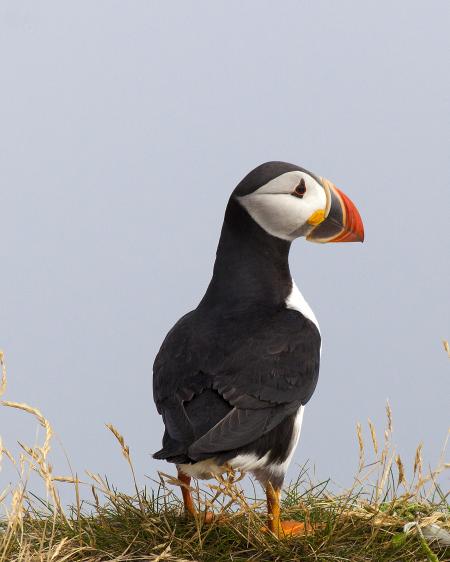 Puffin
