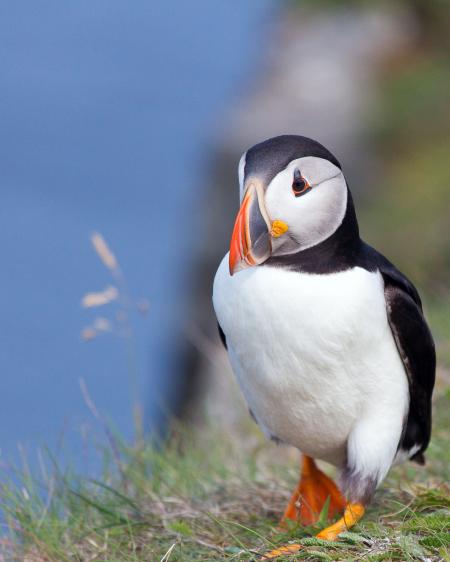 Puffin