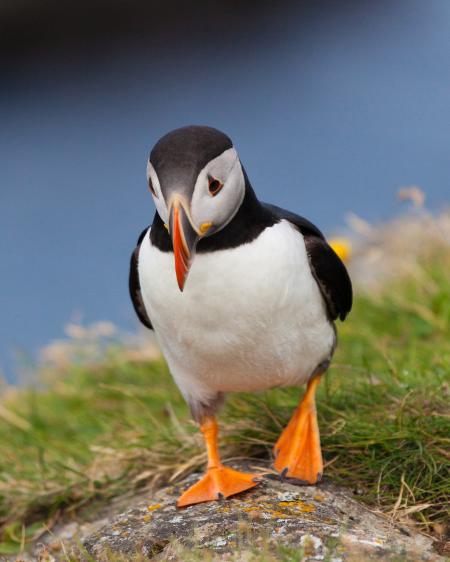 Puffin